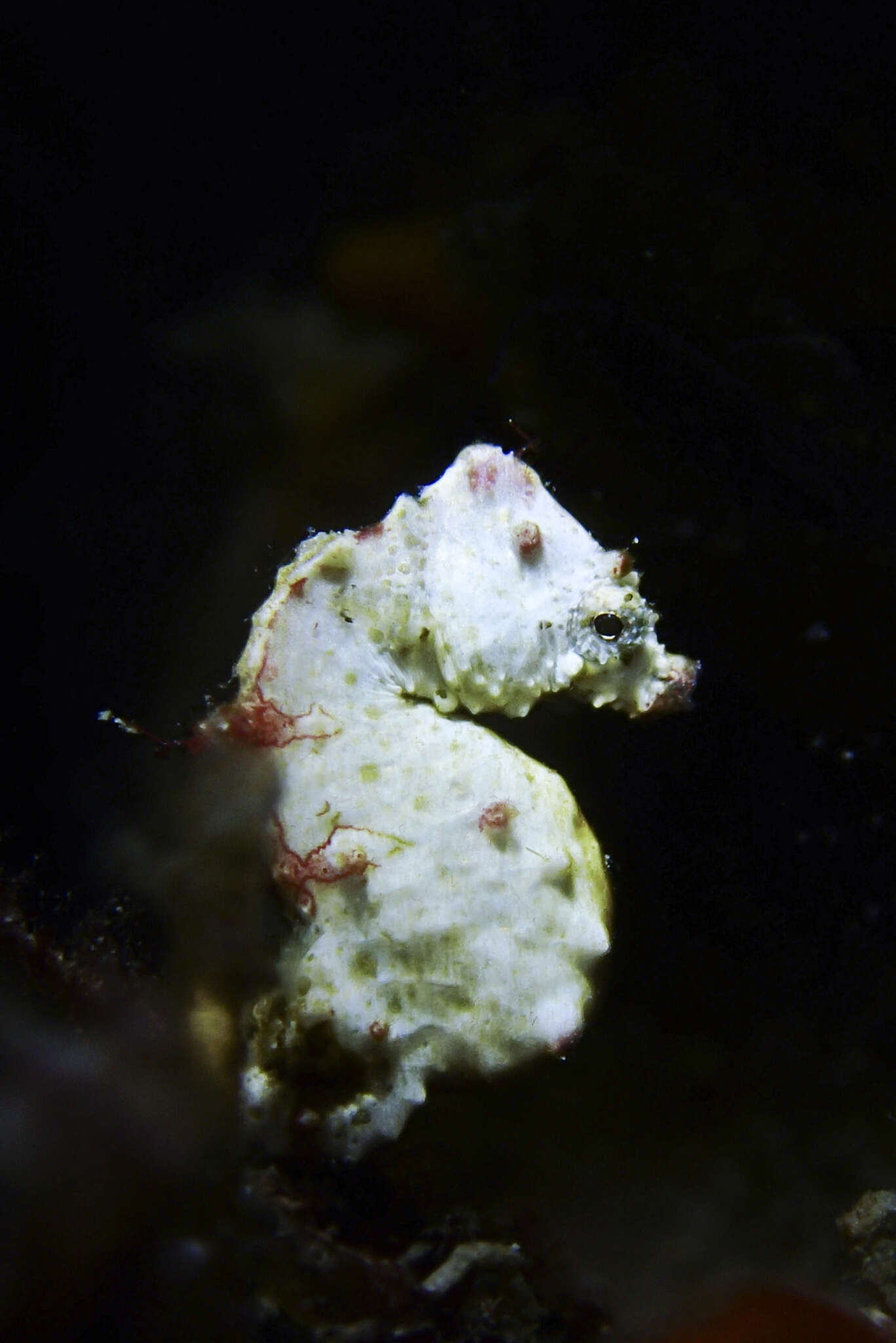 Image of Coleman's Pygmy Seahorse