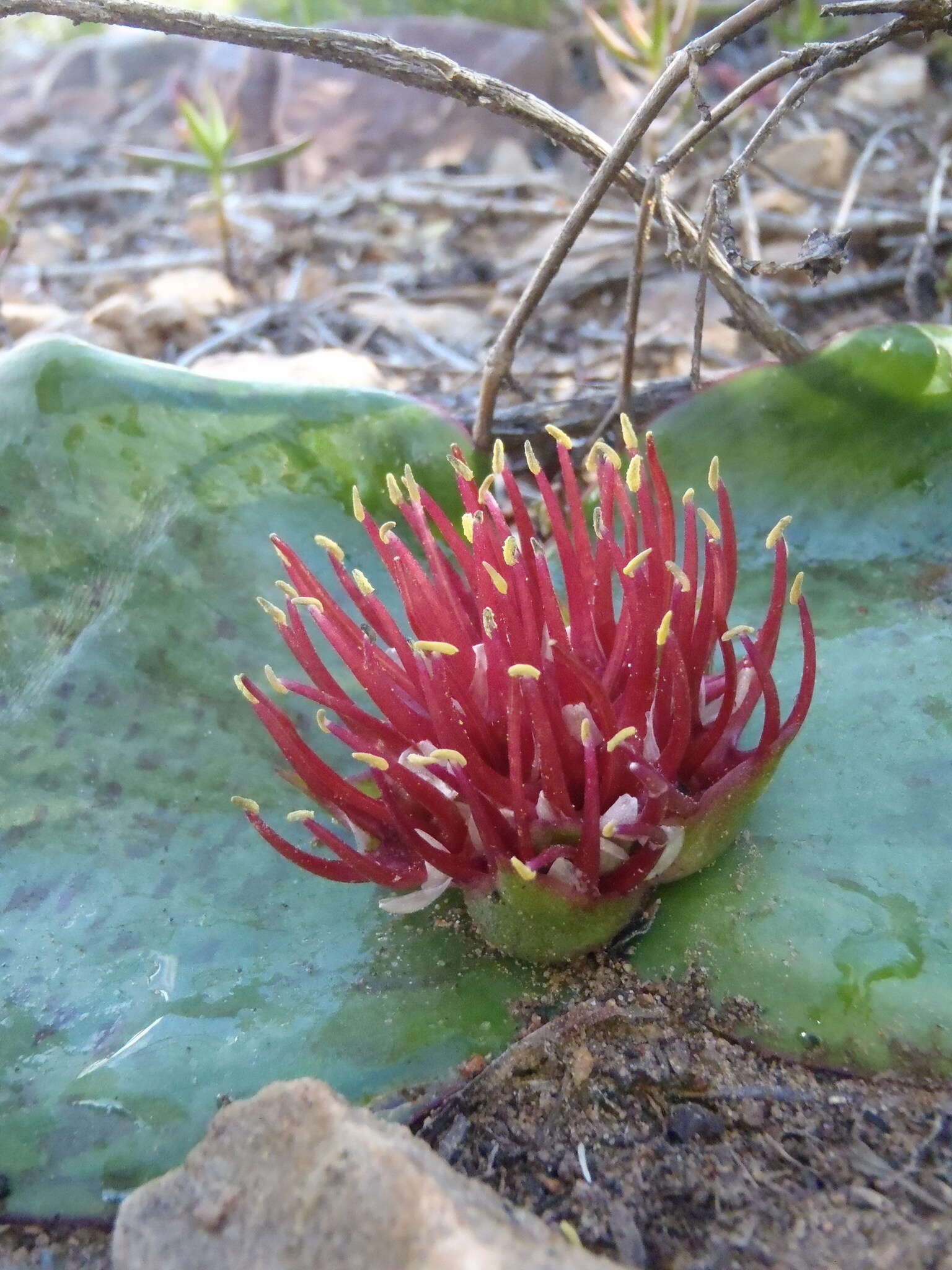 Image of Common Hedgehog Lily