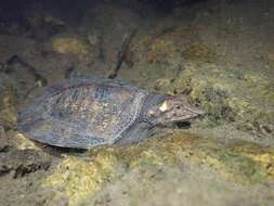 Image of Wattle-necked Softshell Turtle
