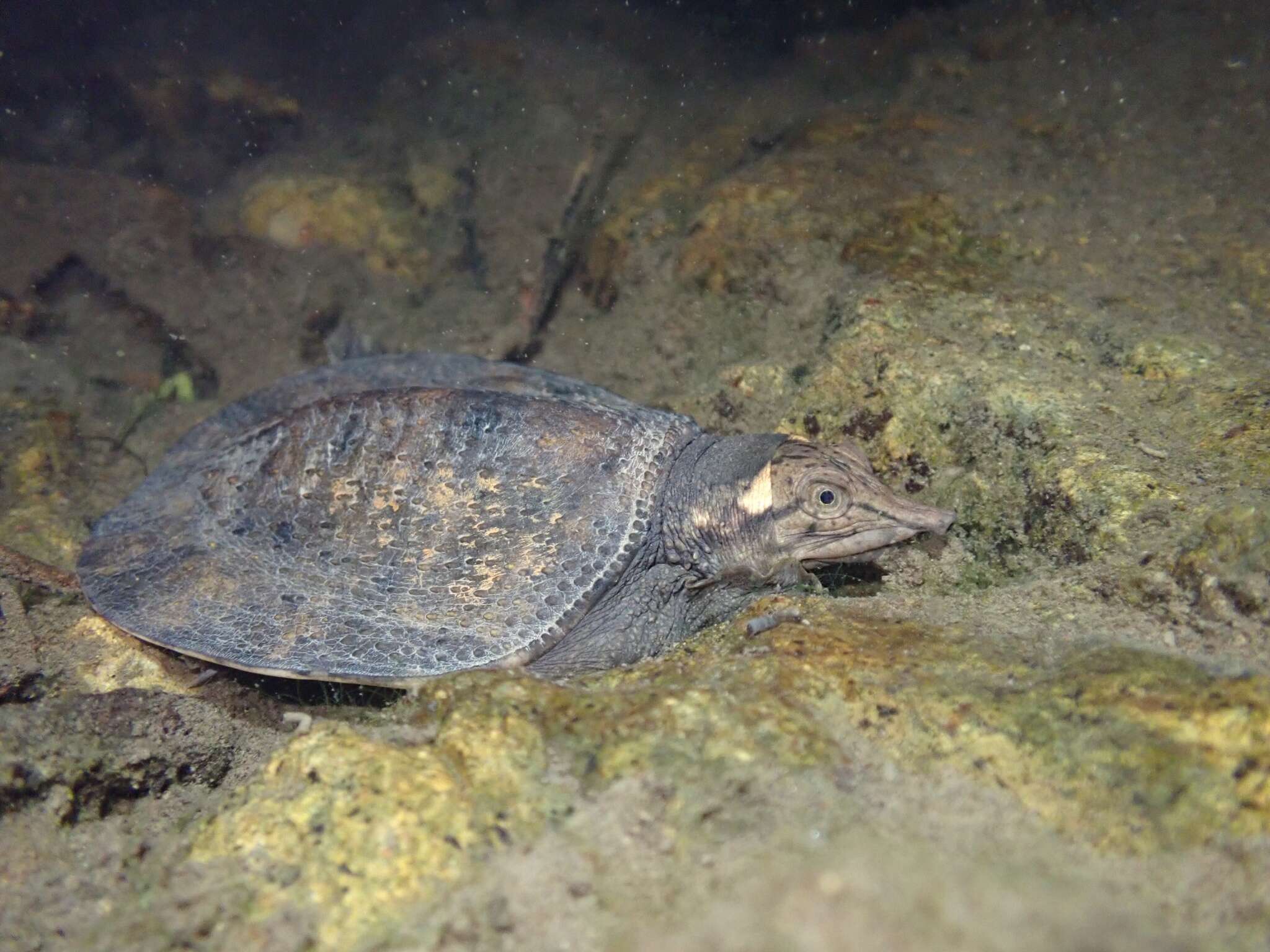 Image of Wattle-necked Softshell Turtle