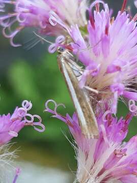 صورة Catoptria radiella Hübner (1810)