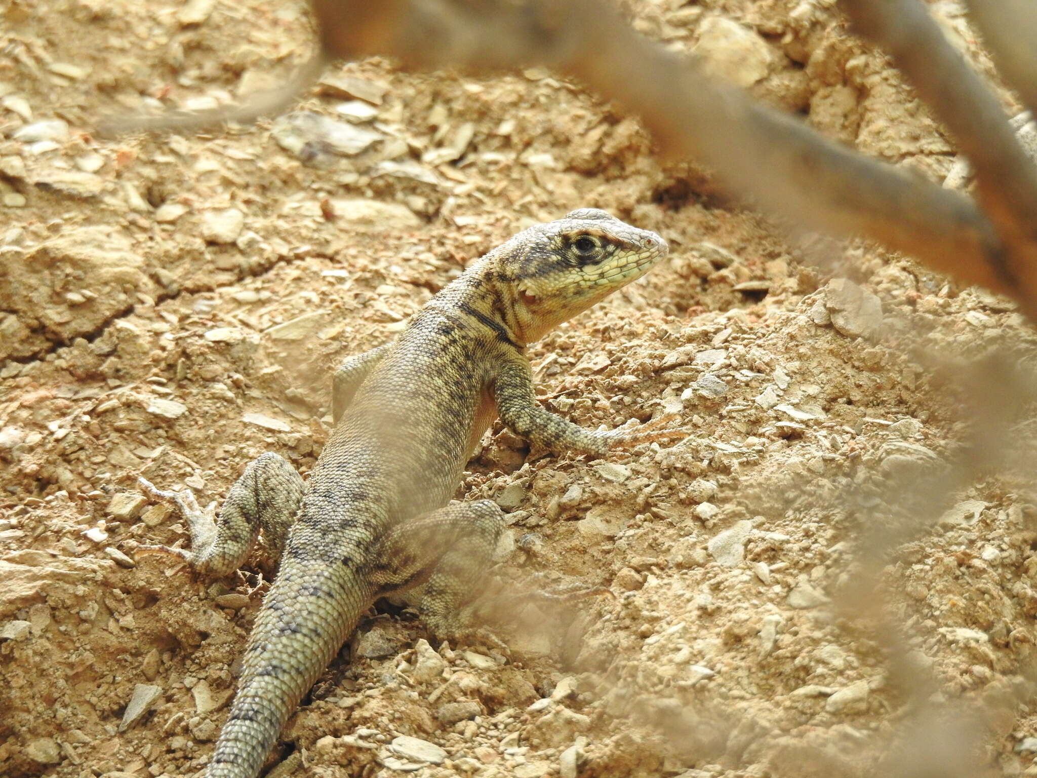 Tropidurus azurduyae Carvalho, Rivas, Céspedes & Rodrigues 2018的圖片