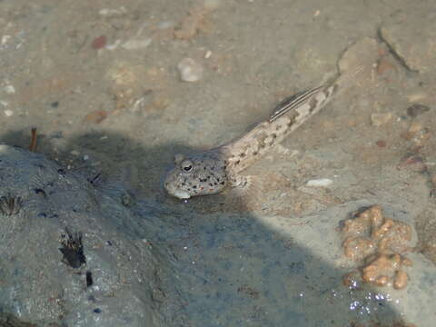 Image of Takita&#39;s mudskipper