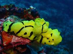 Image of Giant yellow nudibranch