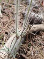 Image of Ebenus pinnata Aiton