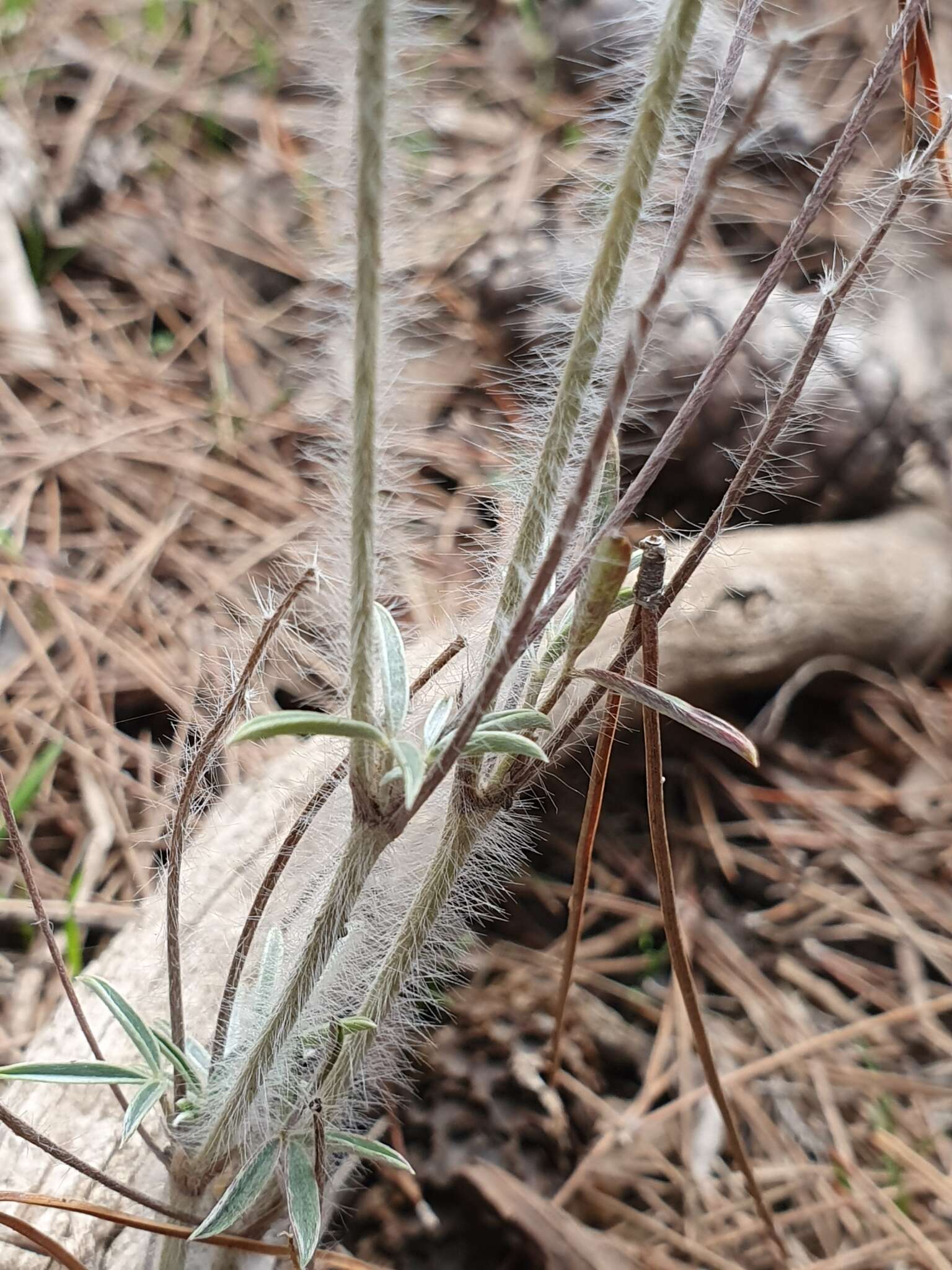 Sivun Ebenus pinnata Aiton kuva