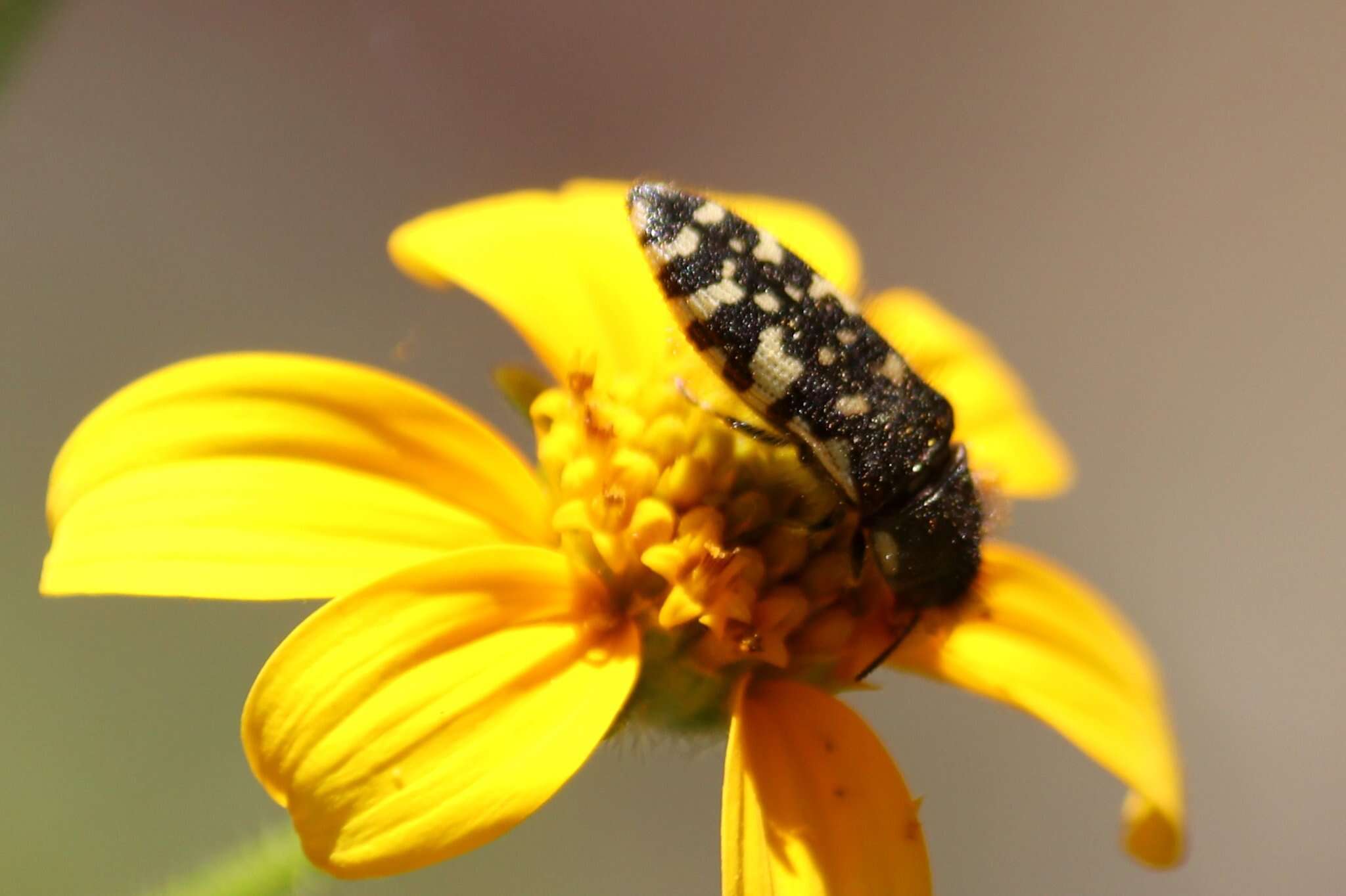 Image of Acmaeodera decipiens Le Conte 1866