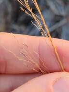 Image of Florida Dropseed