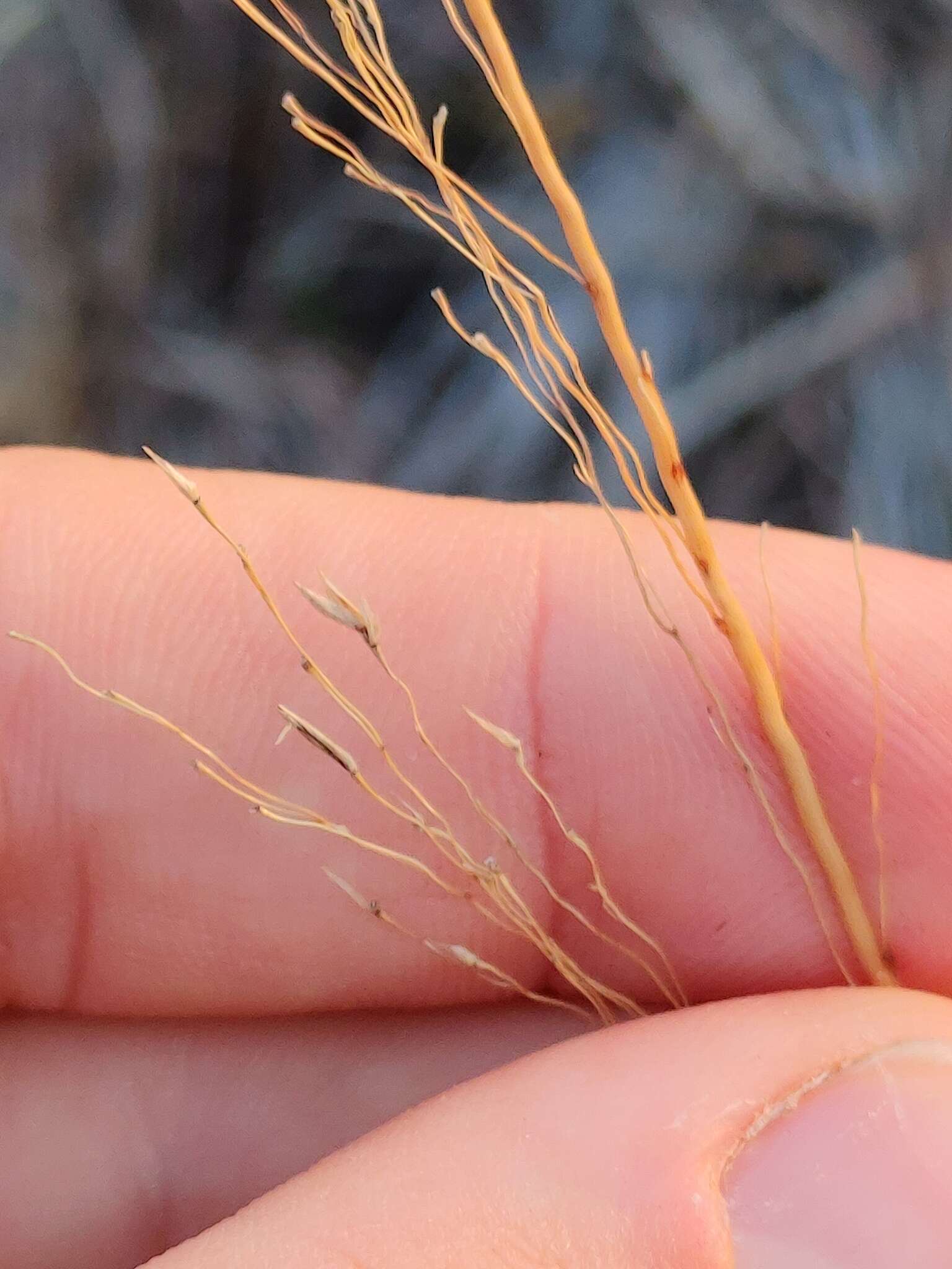 Image of Florida Dropseed