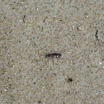 Image of Dune tiger beetle