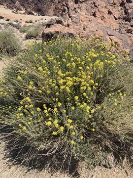 Plancia ëd Descurainia bourgaeana (E. Fourn.) Webb