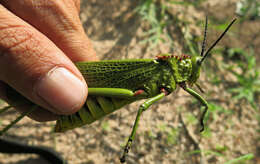 Image of Phymateus (Phymateus) viridipes subsp. viridipes Stål 1873