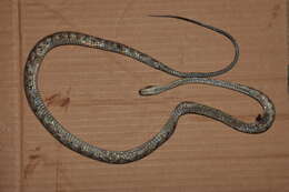 Image of Brazilian Spotted Night Snake