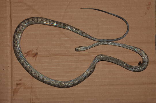 Siphlophis longicaudatus (Andersson 1901) resmi