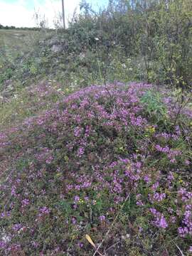 Image of Thymus calcareus Klokov & Des.-Shost.