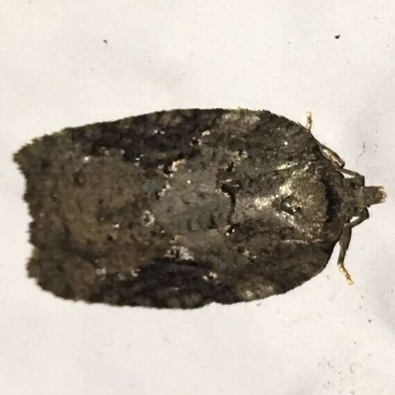 Image of Acleris chalybeana Fernald 1882