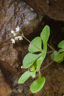 Image of Crassula capensis var. promontorii (Schönl. & Bak. fil.) Tölken