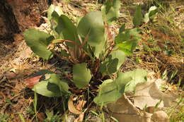 Image of Bolander's mule-ears