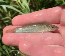 Image of Speckled killifish