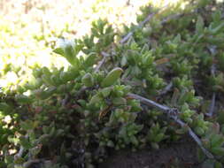 Imagem de Delosperma uncinatum L. Bol.