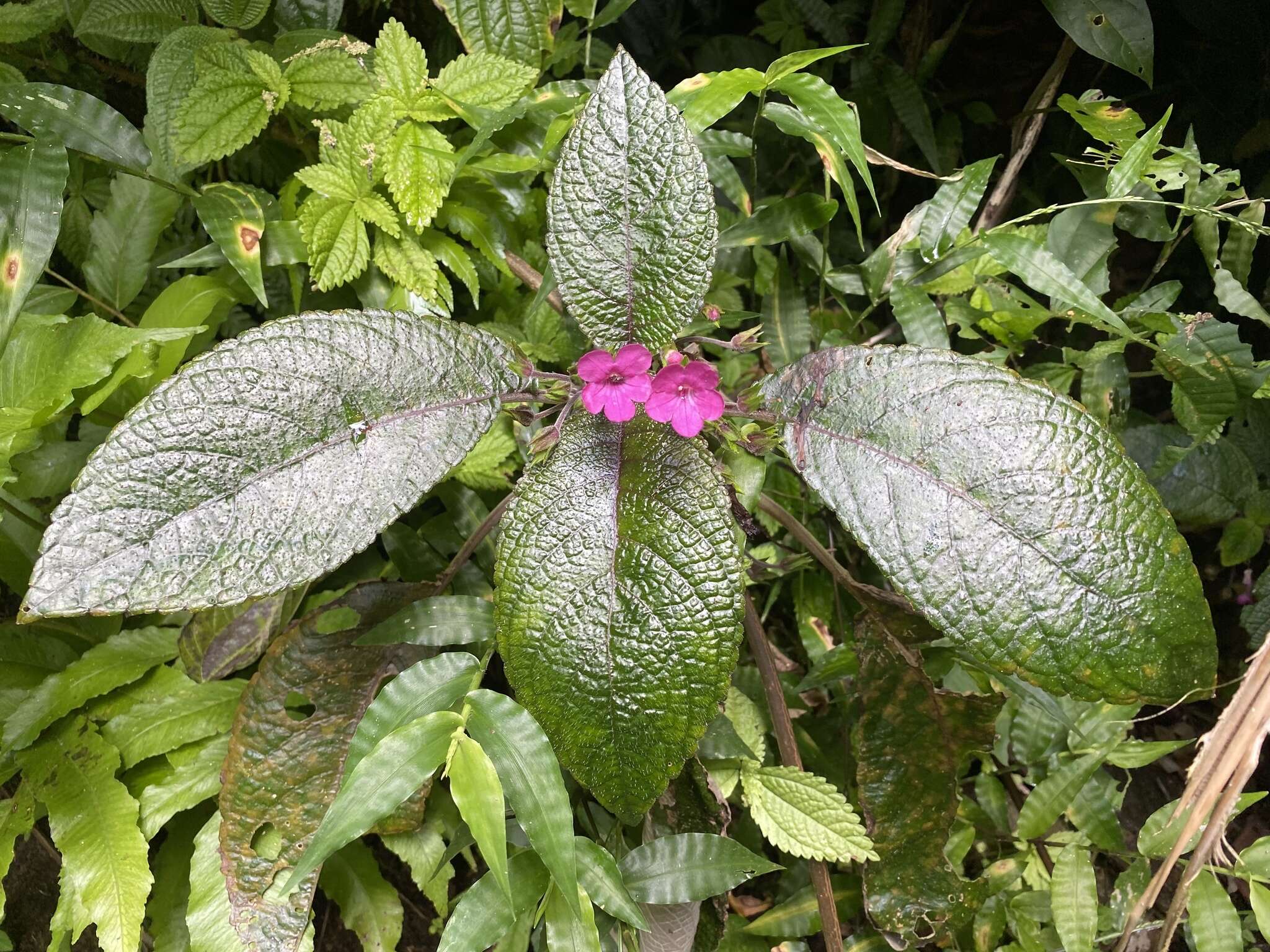 Image of Chrysothemis melittifolia