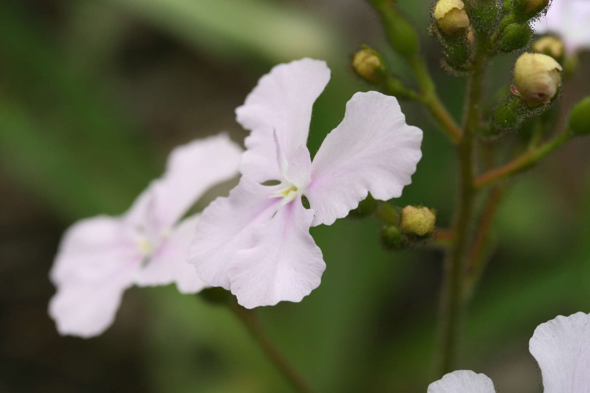 Image de Stylidium affine Sonder