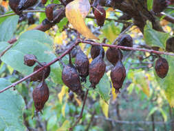 Image de Chimonanthus praecox (L.) Link