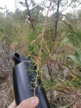 Image of Hakea lissocarpha R. Br.