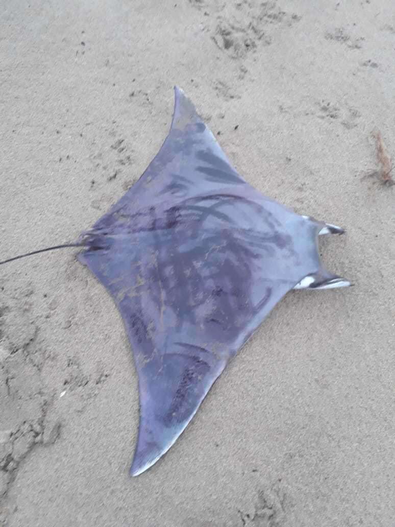 Image of Munk&#39;s devil ray