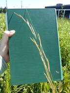 Image of Freshwater Cord Grass