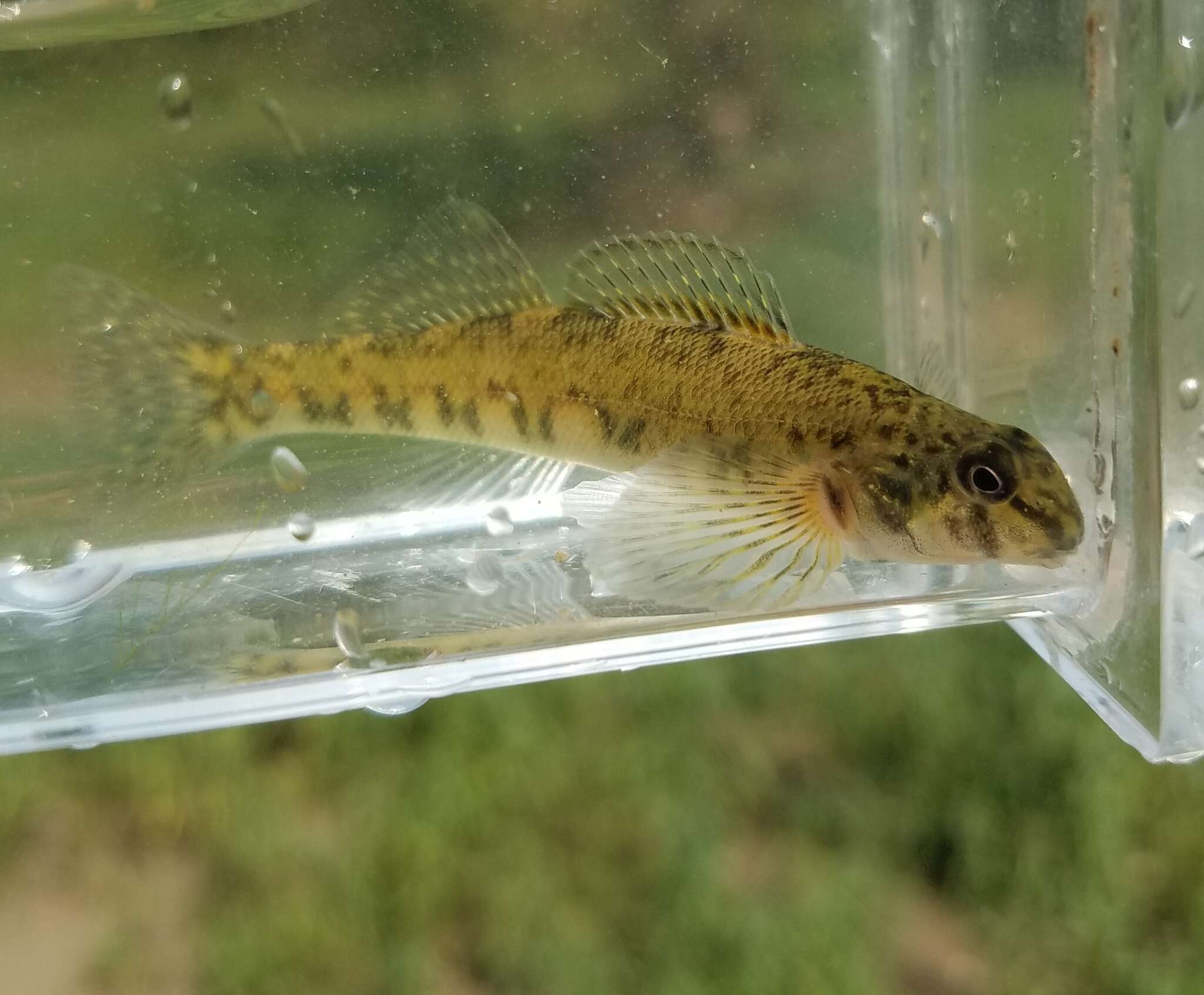 Imagem de Etheostoma blennioides Rafinesque 1819