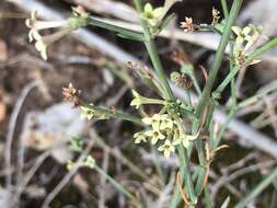 Image of Asperula aristata subsp. scabra Nyman