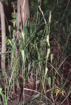 Image of Smooth-Cone Sedge