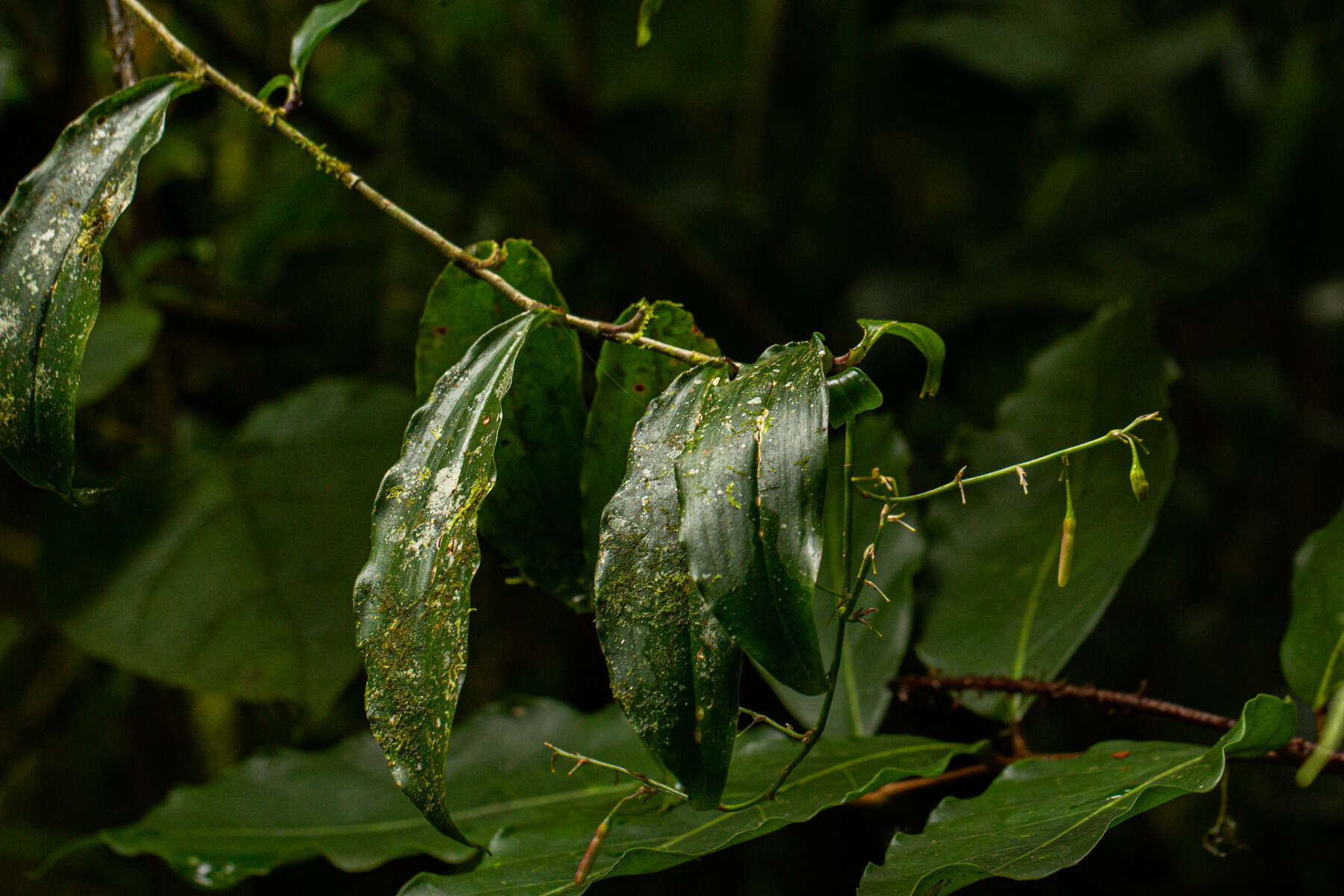 Image of Dracaena laxissima Engl.