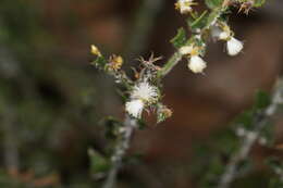 Слика од Acacia biflora R. Br.