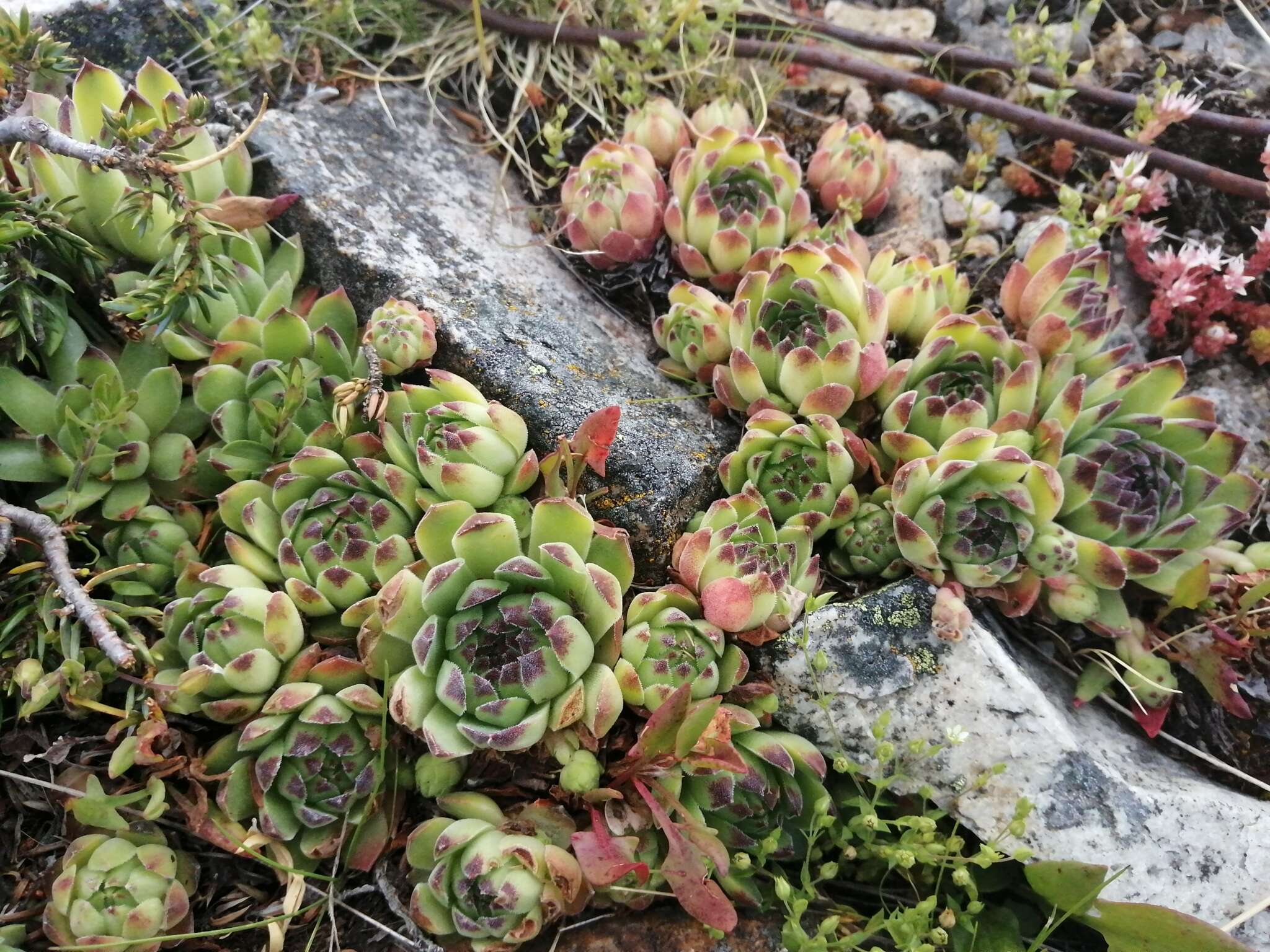 Image of Sempervivum vicentei Pau