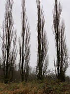 Image of Populus nigra var. italica (Moench.) Koehne