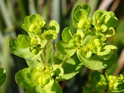 صورة Melampsora euphorbiae (Ficinus & C. Schub.) Castagne 1843