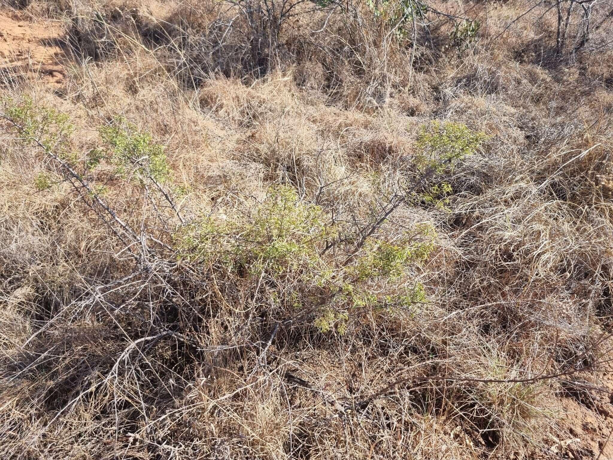 Image of Searsia rigida (Mill.) F. A. Barkley