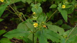 Image of Sigesbeckia jorullensis Kunth