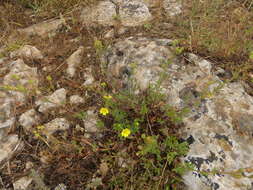 Слика од Potentilla pedata Willd.