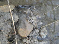 Image of Slender mudskipper