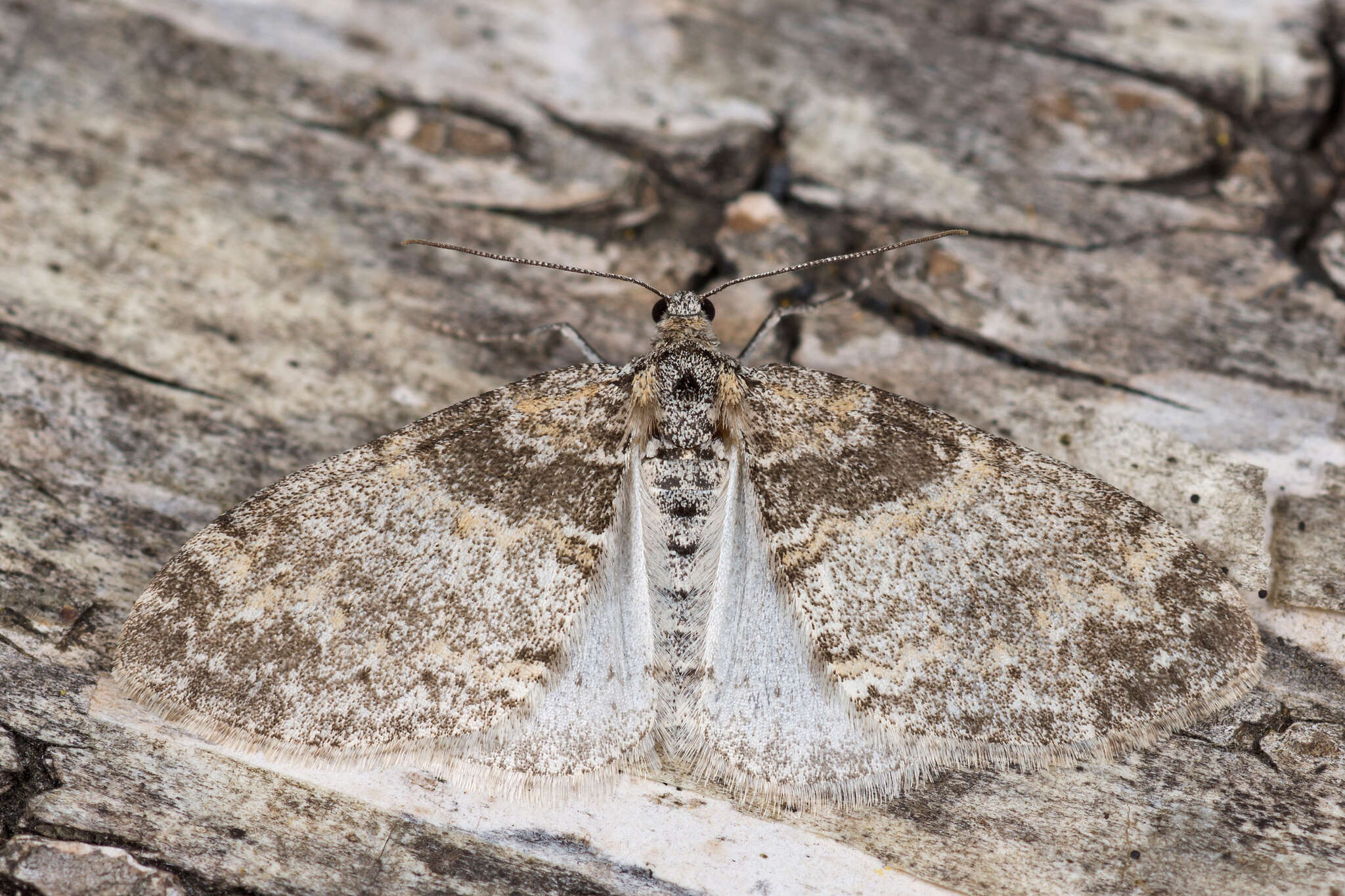 Слика од Lobophora halterata Hüfnagel 1767