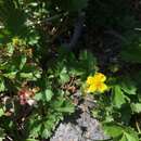 Image of Potentilla dickinsii Franch. & Sav.