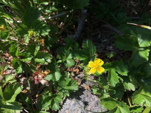 Image of Potentilla dickinsii Franch. & Sav.