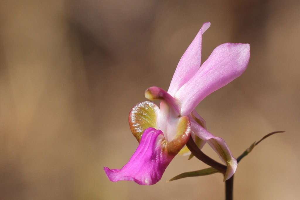 Image of Eulophia livingstoneana (Rchb. fil.) Summerh.