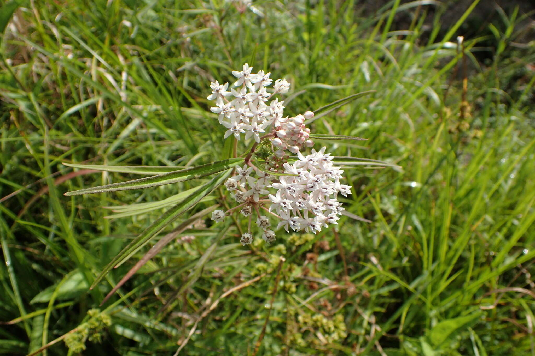 Imagem de Asclepias perennis Walt.