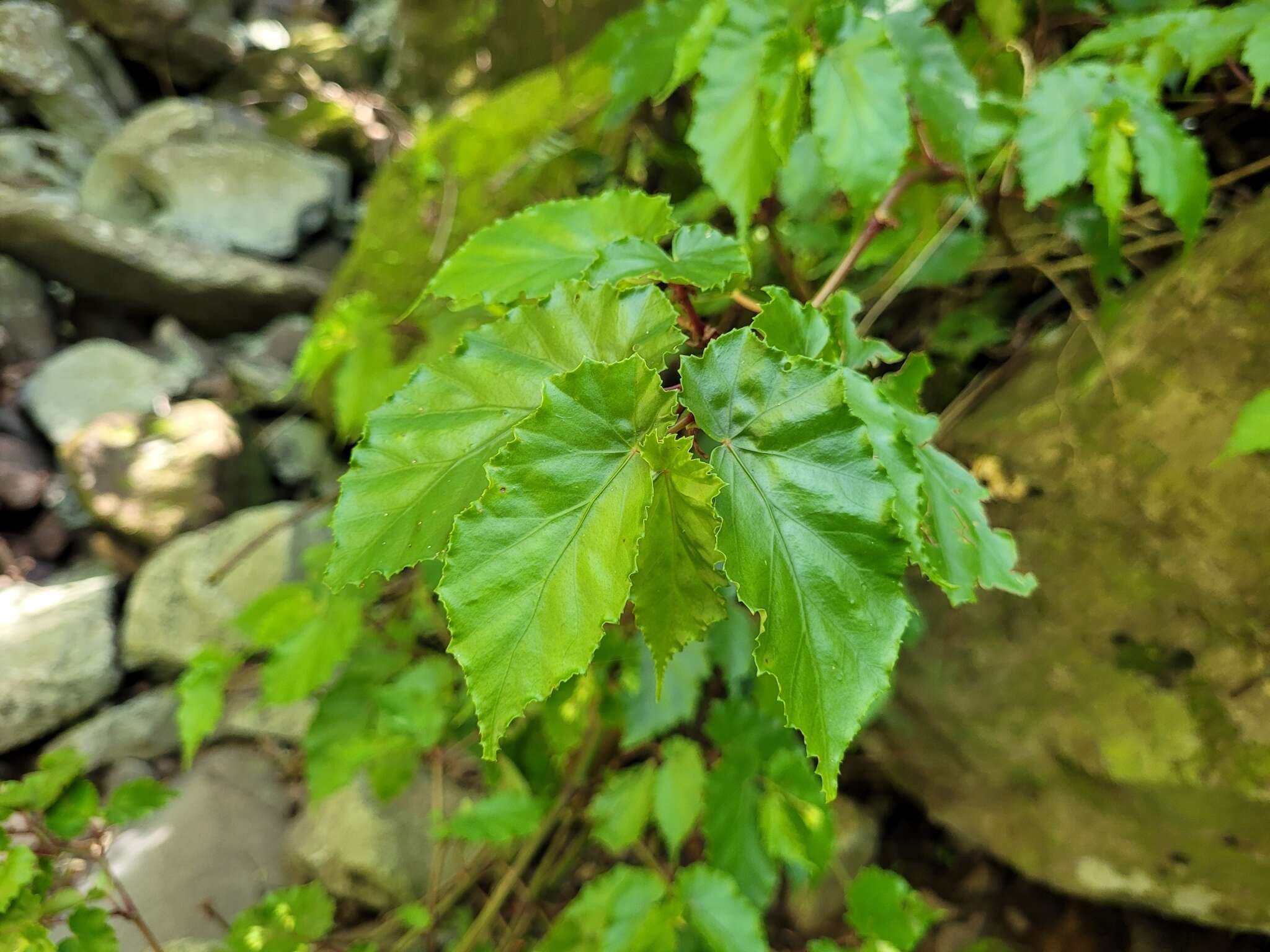 Image of Begonia catharinensis Brade