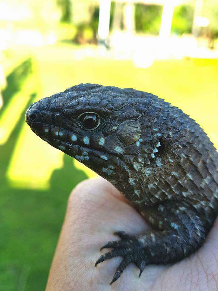 Image of Cunningham's skink