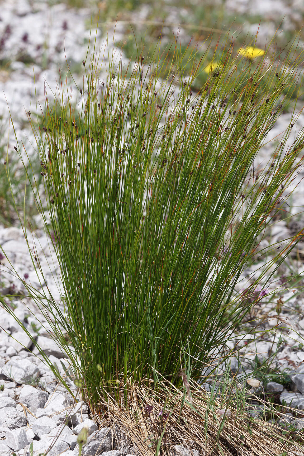 Image of Juncus monanthos Jacq.